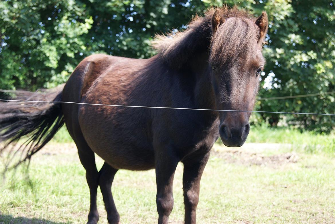 Shetlænder Tulle »Tullemis« billede 13