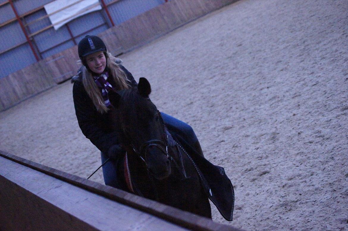 Anden særlig race SCIROCCO | SOLGT - 2012 billede 20