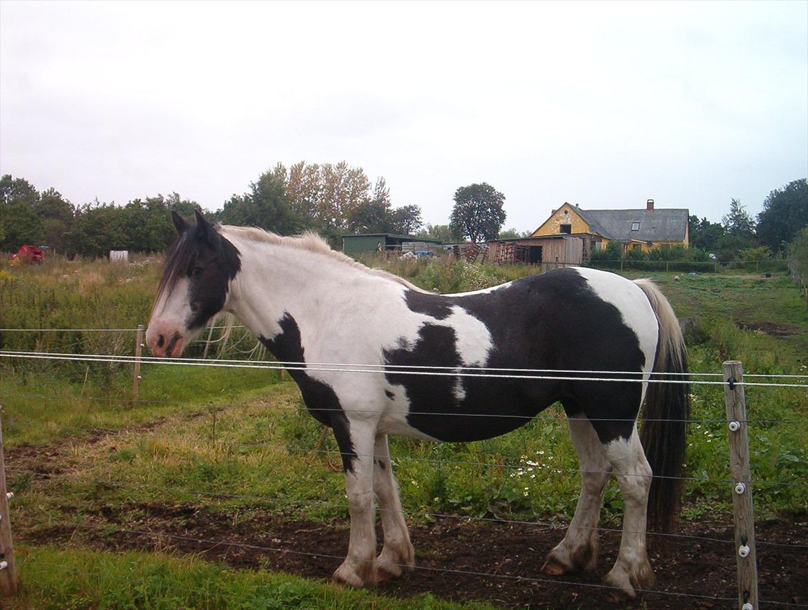 Irish Cob Crossbreed Gucci - tidl. Siff billede 1