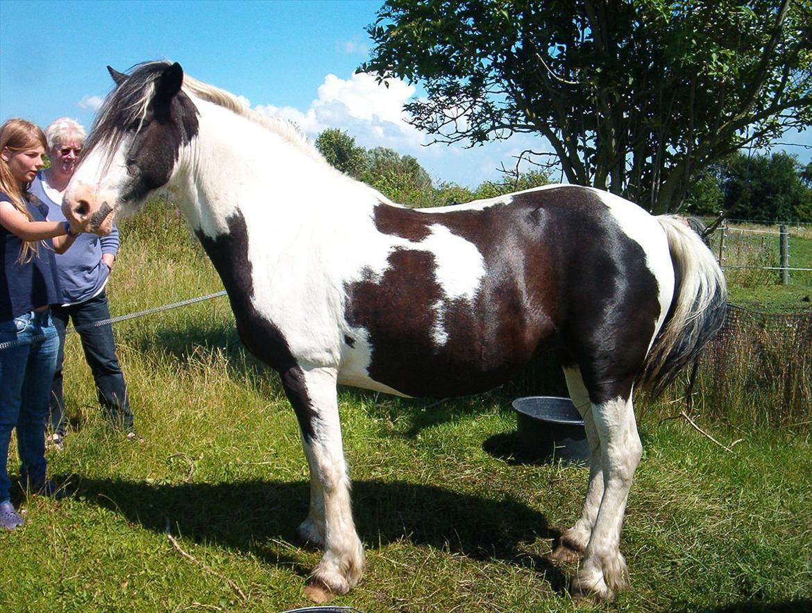 Irish Cob Crossbreed Gucci - tidl. Siff billede 3