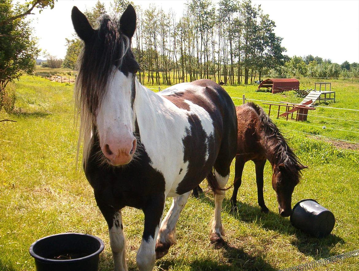 Irish Cob Crossbreed Gucci - tidl. Siff billede 4