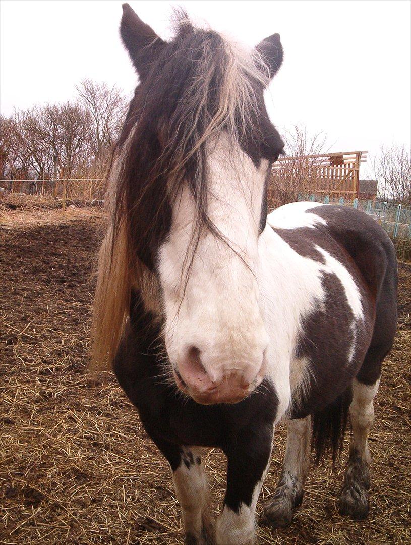 Irish Cob Crossbreed Gucci - tidl. Siff billede 5