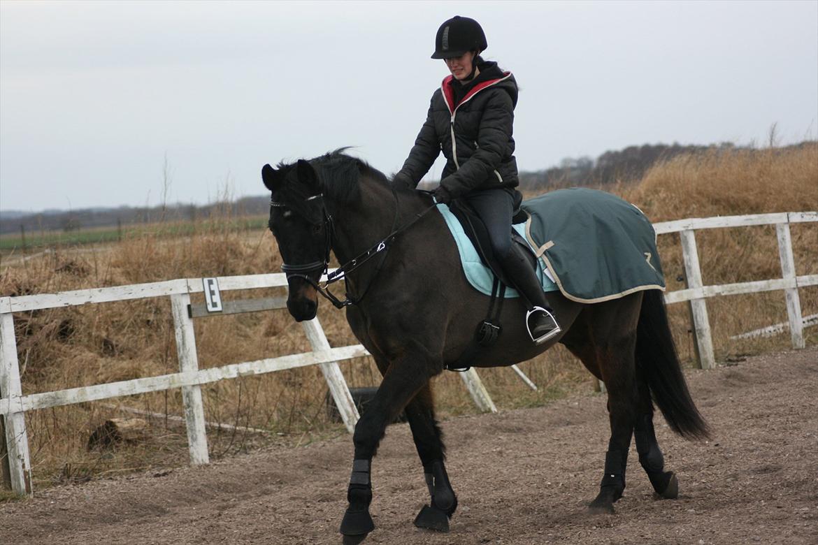 Dansk Varmblod Patou's Speedy - 4/3 2012
Min datter Line og Speedy billede 18