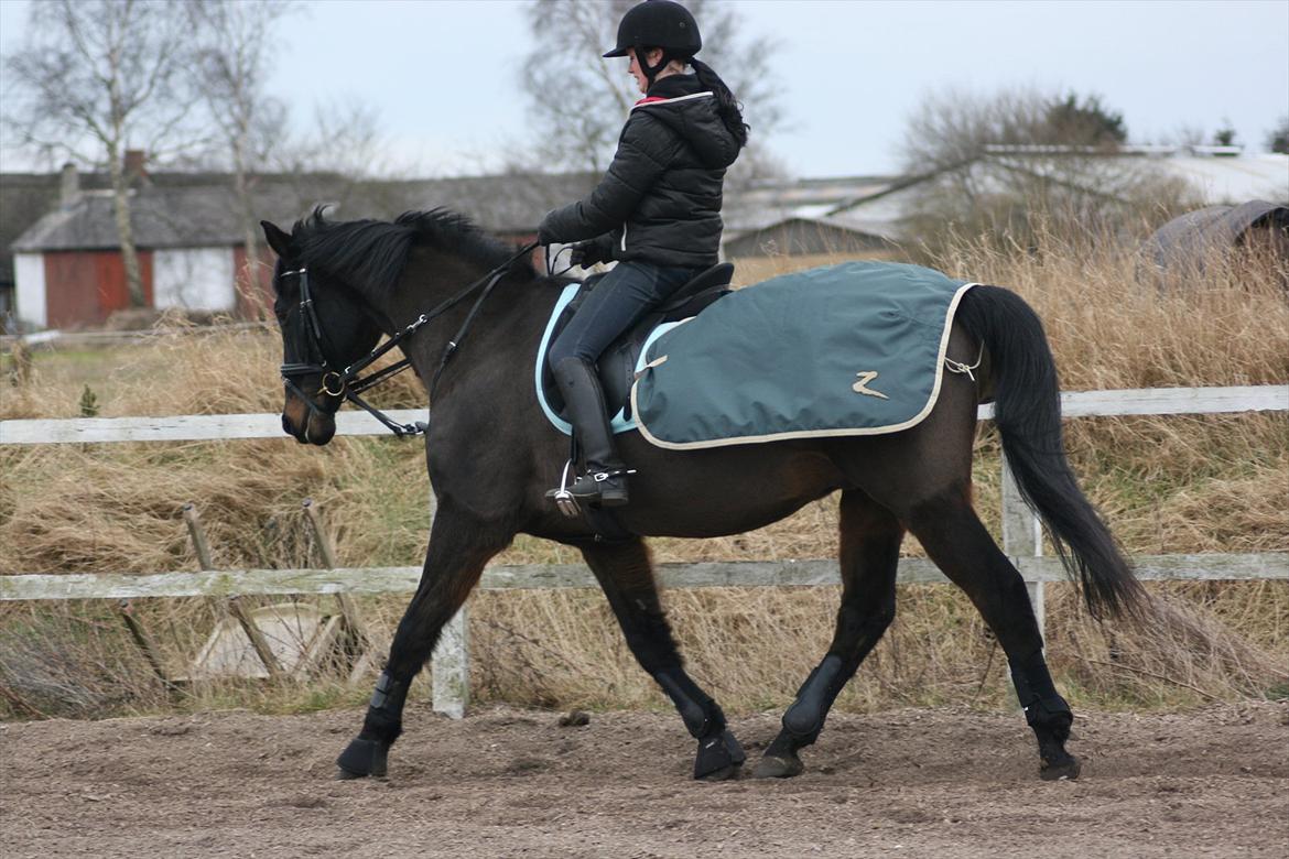 Dansk Varmblod Patou's Speedy - 4/3 2012
Min datter Line og Speedy billede 10