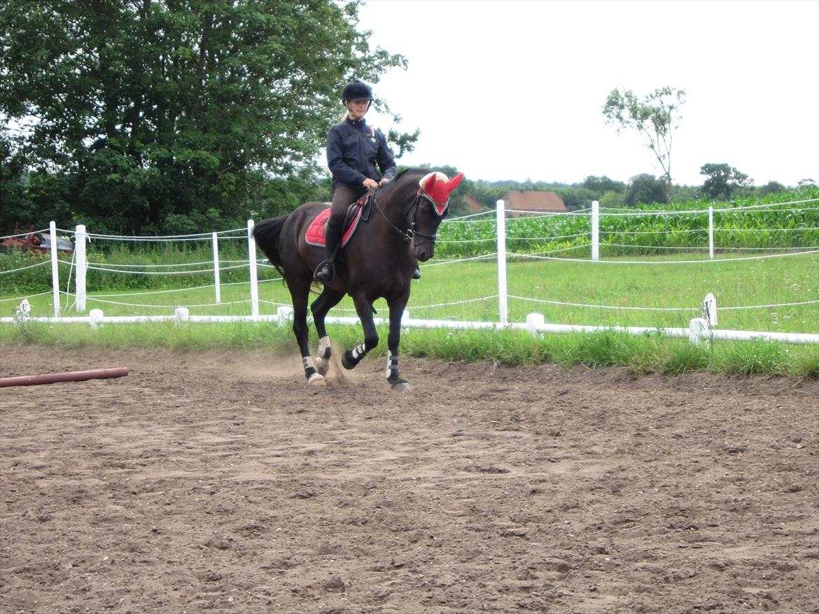 Welsh Cob (sec D) Fronerthig Inca B-pony SOLGT til Norge :'( - Opvarmning :-) billede 11