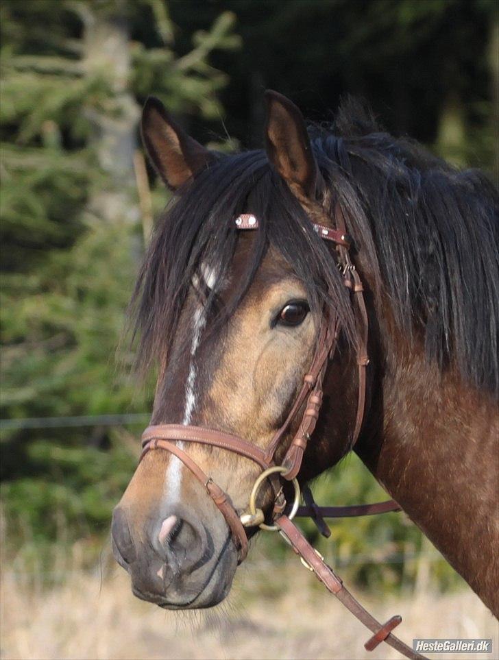 Anden særlig race Prinz Azeem billede 7