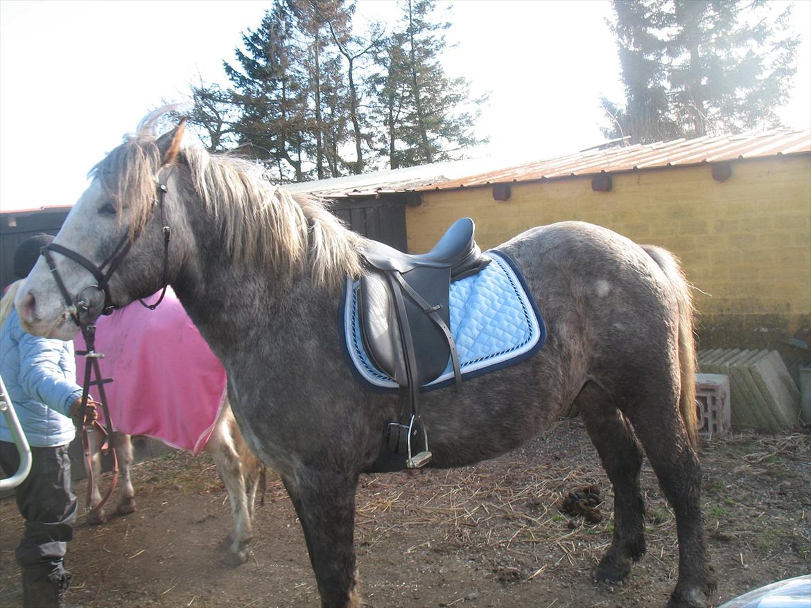 Anden særlig race Pipars - Pipper med hans fine nye underlag billede 9