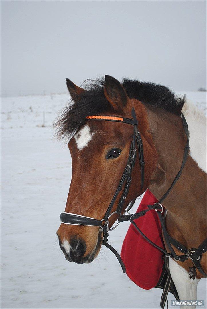 Pinto Mille - Mille's først mounted games stævne i Middelfart:) Det var så dejligt at se hende igen:') Foto: Mig billede 1