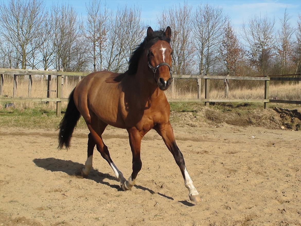 Holstener Chance (solgt) billede 1