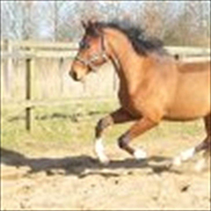 Holstener Chance (solgt) billede 5