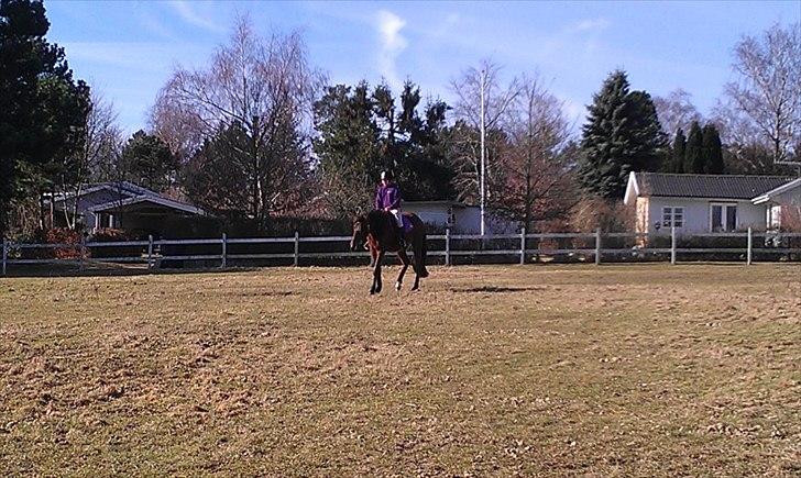 Traver Magic billede 18