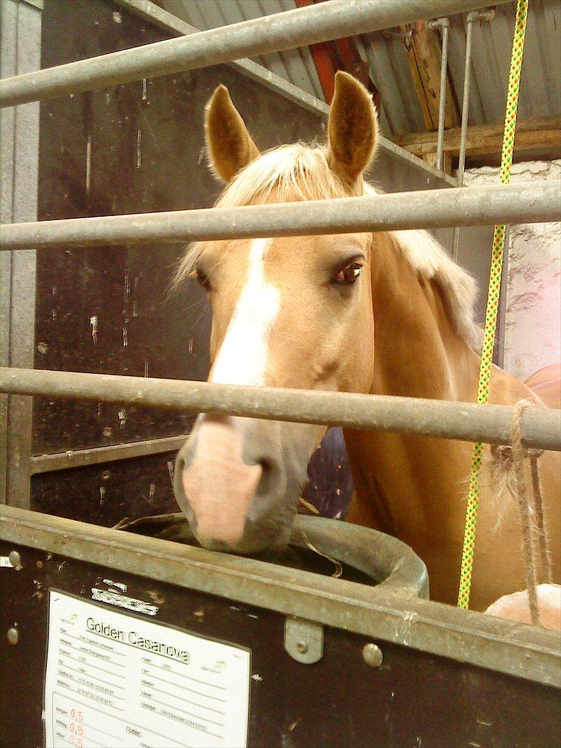 Palomino Golden Casanova vi ses igen smukke<33 - æv altså, nu skal jeg bare stå her og glo IGEN!! <3
 billede 12