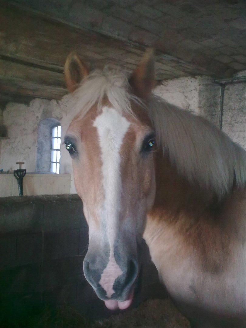 Haflinger Schæfferi-Gårdens Nimbus - så fræk kan man være når der bliver taget foto:) billede 1