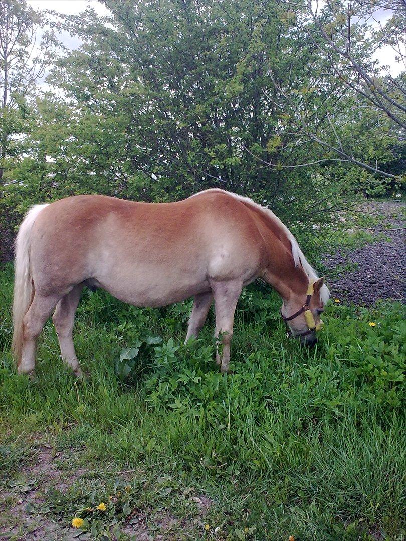 Haflinger Schæfferi-Gårdens Nimbus - Nimbus hygger sig på gåturen, dejligt at få noget græs. billede 2