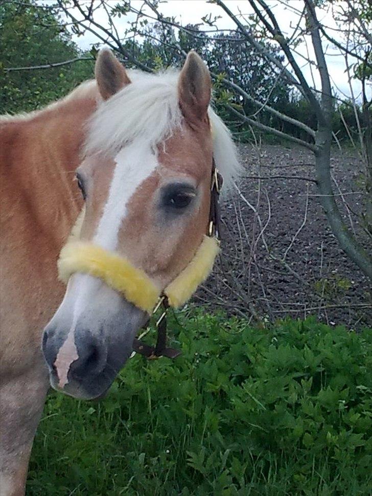 Haflinger Schæfferi-Gårdens Nimbus - han er bare så smuk! billede 3