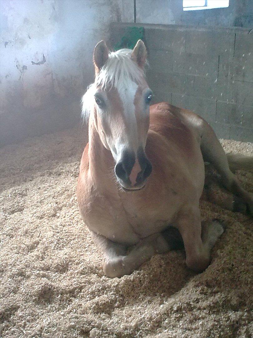 Haflinger Schæfferi-Gårdens Nimbus - lidt træt efter en dag på fold:) billede 4