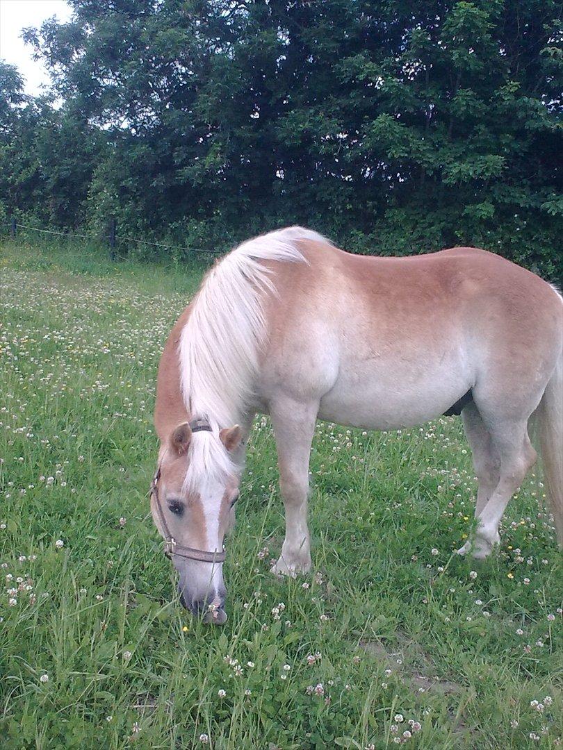 Haflinger Schæfferi-Gårdens Nimbus - græs, græs og atter græs:) der er bare dejligt:) billede 5