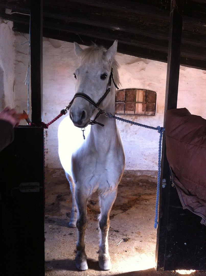Anden særlig race Bandit "den elskede" :D <3 - Billed 11. Bandit´s nye hjem :D billede 11