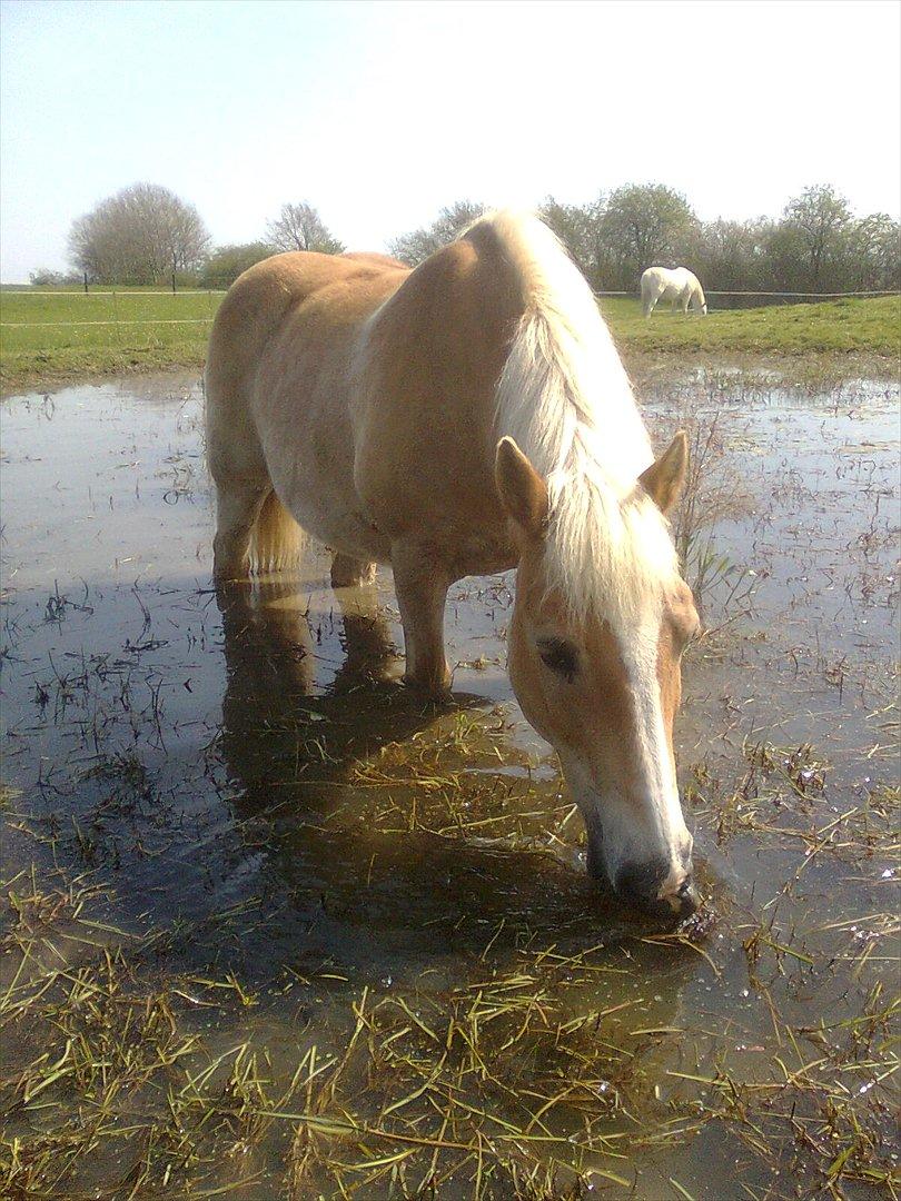 Haflinger Schæfferi-Gårdens Nimbus - nej nej, jeg vil IKKE op af søen:) kom og hent mig billede 6