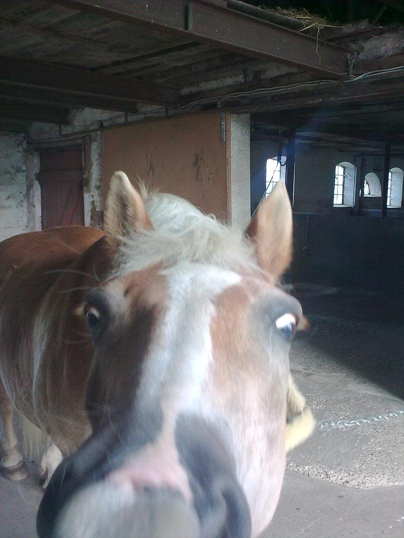 Haflinger Schæfferi-Gårdens Nimbus - gad vide om sådan en mobil smager godt? man skal passe på sine ting når man står ved siden af Nims:) billede 7