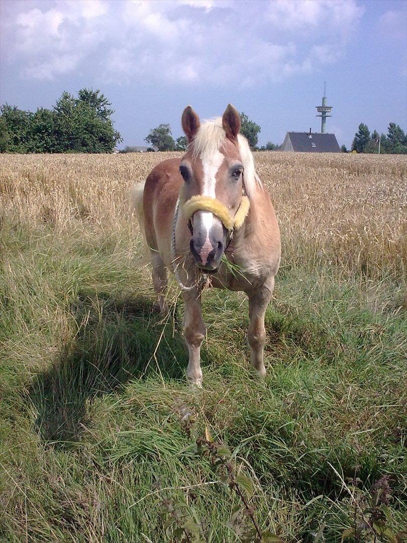 Haflinger Schæfferi-Gårdens Nimbus - synes bare min lille skat er så flot på dette billede. så kan man ikke se han er ved at være gammel. billede 8