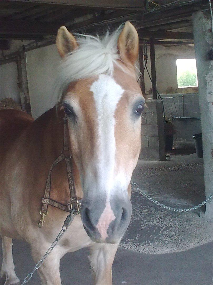 Haflinger Schæfferi-Gårdens Nimbus - og så sød og artig kan han også stå når der bliver taget fotos billede 9