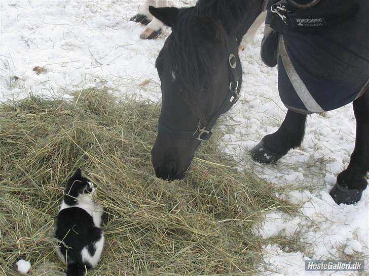 Welsh Cob (sec D) Fronerthig Inca B-pony SOLGT til Norge :'( - Kært billed af Inca og Lille Mis <3 billede 12