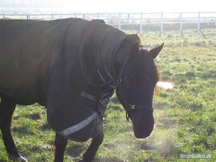 Welsh Cob (sec D) Fronerthig Inca B-pony SOLGT til Norge :'( - Inca <3 billede 13