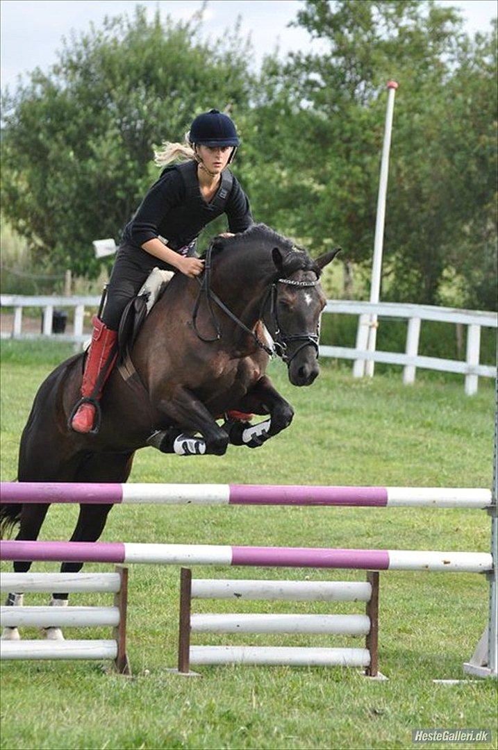 Welsh Cob (sec D) Fronerthig Inca B-pony SOLGT til Norge :'( - gammelt billed fra træningslejr på SPS billede 14