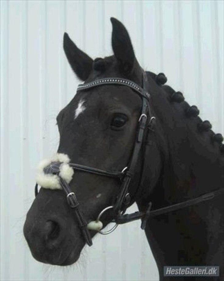 Welsh Cob (sec D) Fronerthig Inca B-pony SOLGT til Norge :'( - Model for Skælundsdesign billede 16