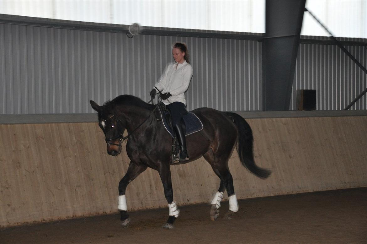 Zangersheide Conette Z *Nettie* billede 5