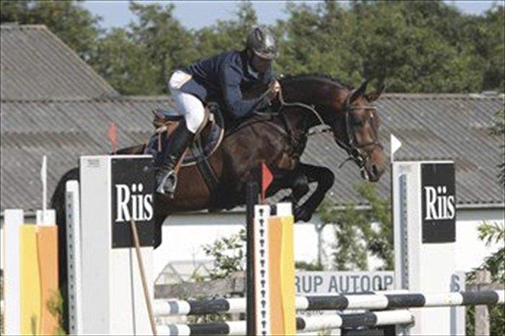 Holstener Carlos "Solgt til USA" - Carlos til 4 års championat 2010 
sødt <3 billede 7