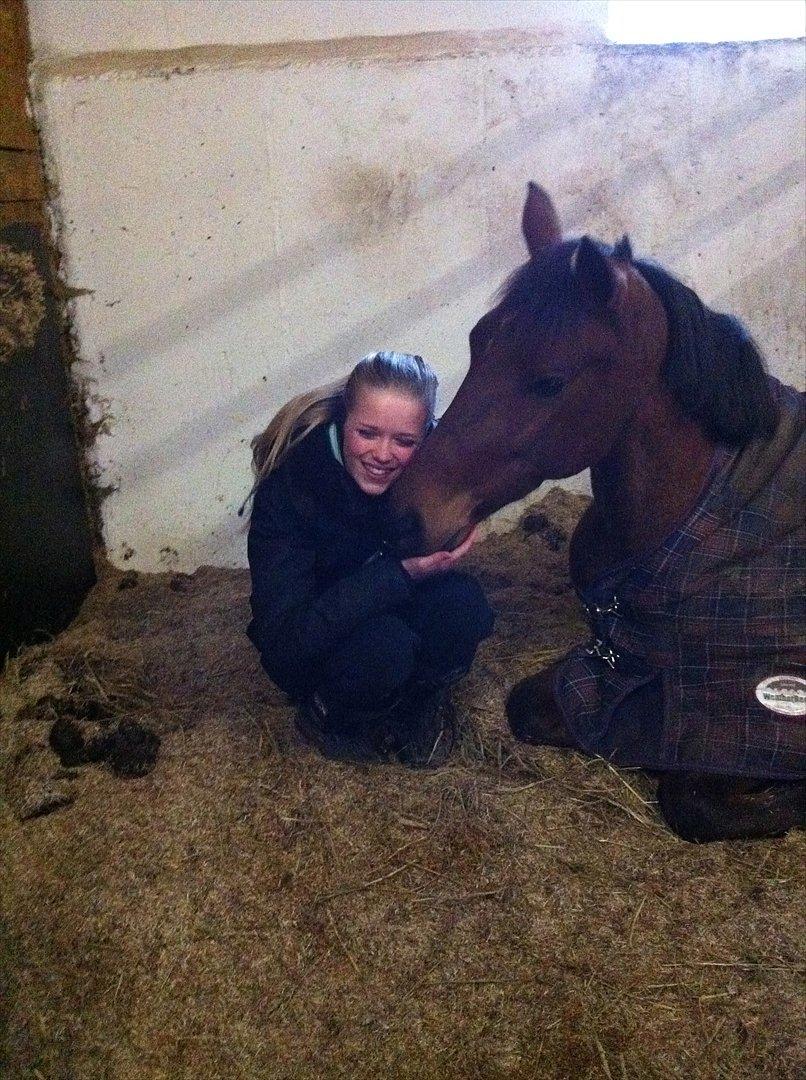 Hollandsk Sportspony Orchid's Dynamite - dejlig pony <3 billede 15