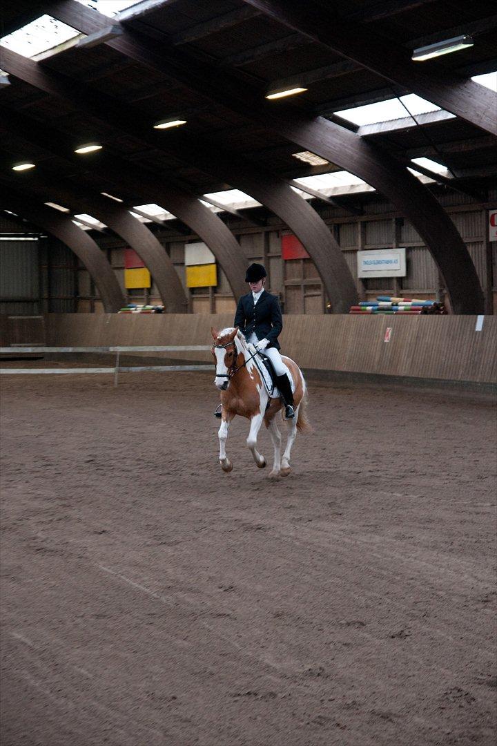 Anden særlig race Lucas  - Stævne på Mønterhøj. La4. 64,38%, på trods af, at jeg havde en lille bandit med ;-) billede 17