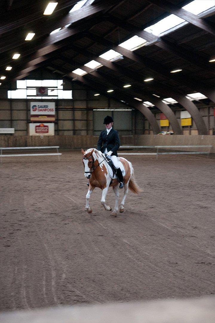 Anden særlig race Lucas  billede 18