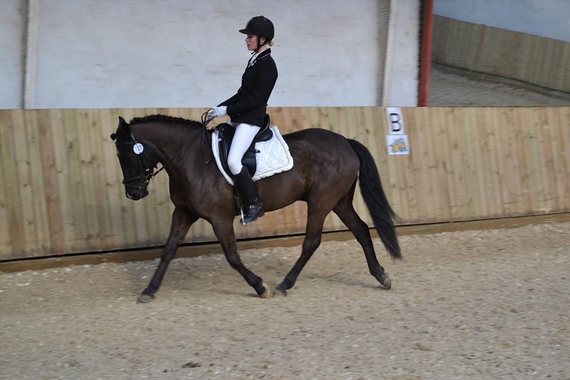 New Forest montana - Monty er frem for alt en skøn dressur pony som kræver et godt sæde! <3  billede 2