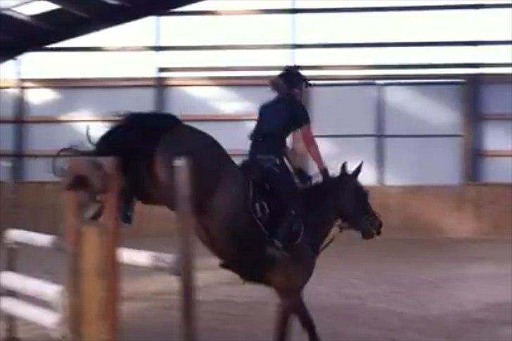 Anden særlig race Bøgelunds Zarina - Da jeg prøvede hende hos Mia :-) billede 6