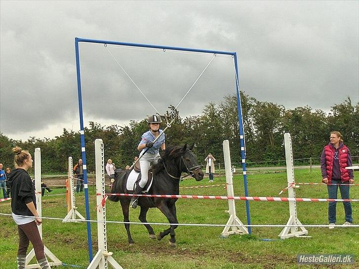 Anden særlig race Speedy - afleveret  tilbage -  billede 10