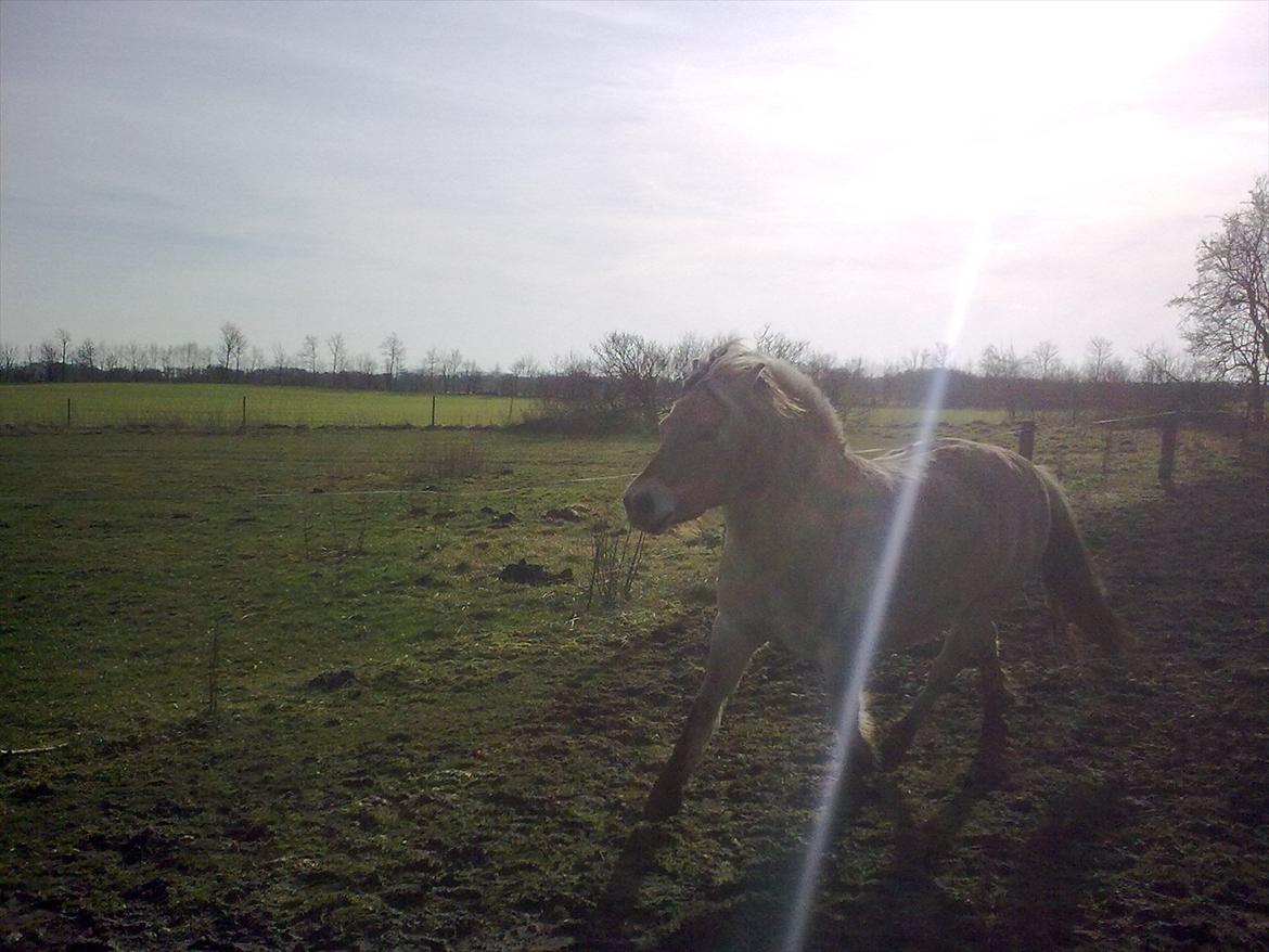 Fjordhest Tarzan (gamle part) - Vildhest eller ik billede 5