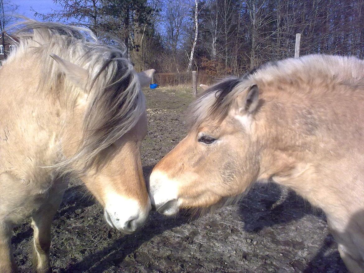 Fjordhest Tarzan (gamle part) - Møs :* billede 6