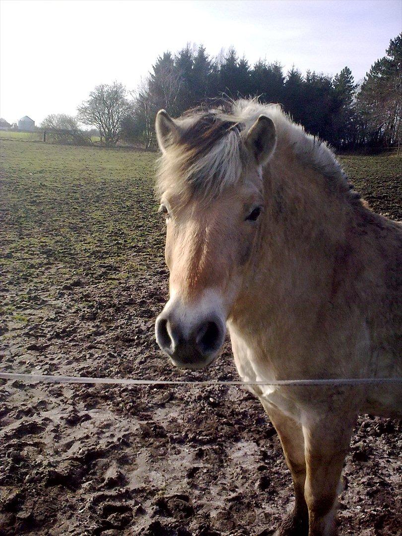 Fjordhest Tarzan (gamle part) - Fjordhesten som vil være Sort  billede 1