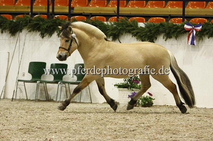 Fjordhest Birkens Rubin<3 *SOLGT* - Hingste kåring 2010 Lækker trav! billede 10