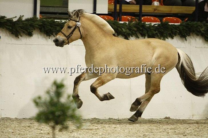 Fjordhest Birkens Rubin<3 *SOLGT* - Hingste kåring 2010 Lækker Galop!  billede 2