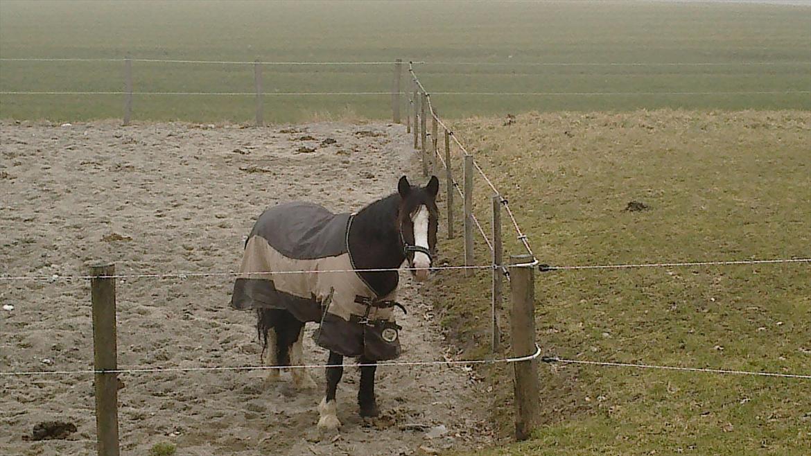 Anden særlig race Lady Guenevere billede 2