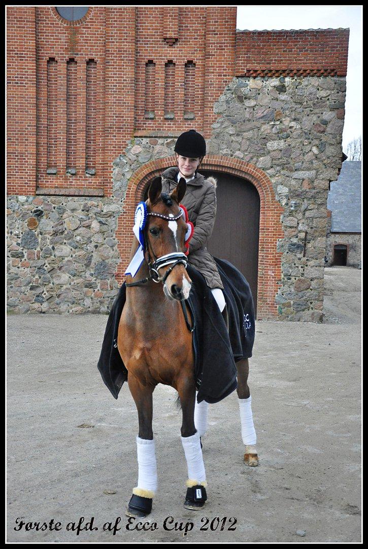Tysk Sportspony Janine WE A-Pony - Første afd. af ECCO 2012 billede 6