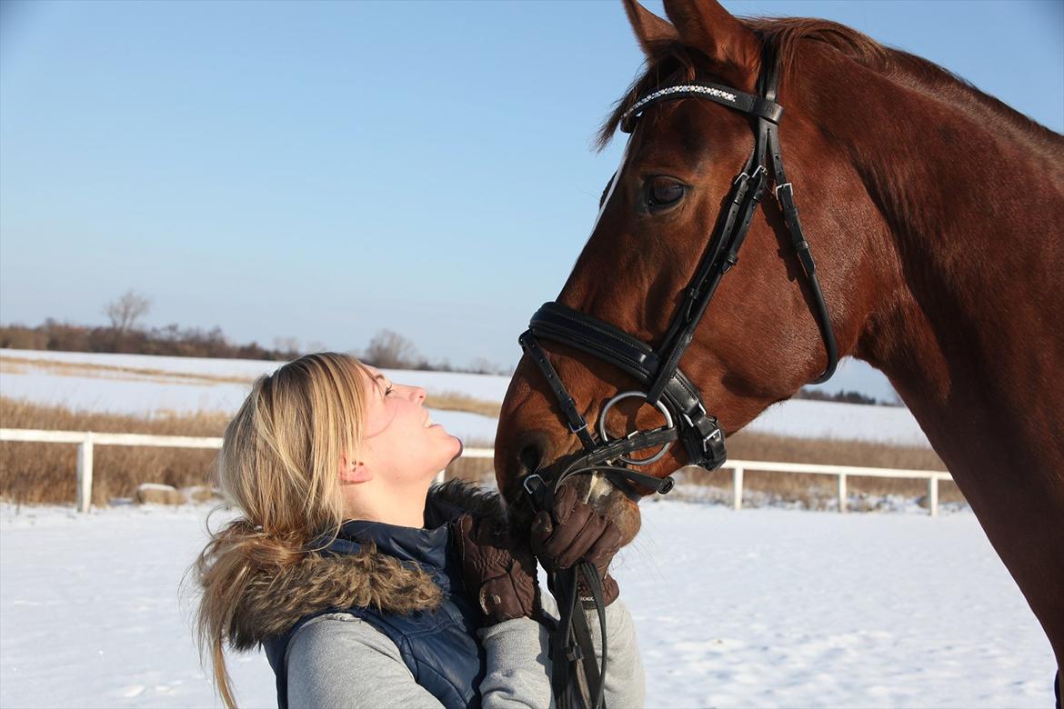 Tysk Varmblod Rissa Veil - Sidste dag med min drømmehest <3 billede 1