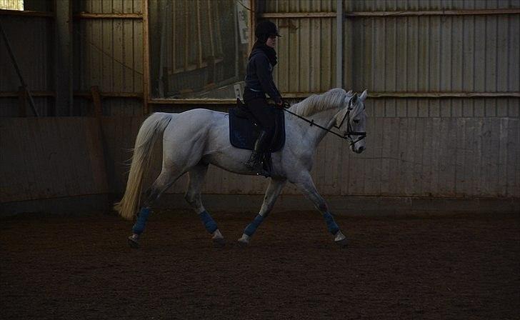 Dansk Varmblod Abdallah *STJERNEN* - Abdallah i Hallen billede 13