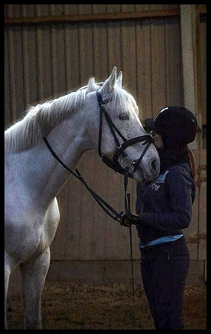 Dansk Varmblod Abdallah *STJERNEN* - Min bedste ven billede 3