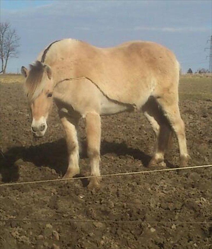 Fjordhest Stald Valhallas Thrym billede 5