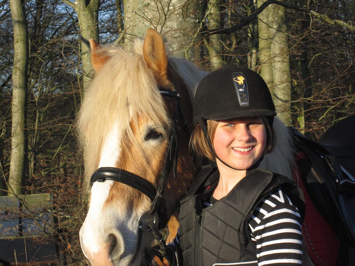 Haflinger Nemo Soldal - Velkommen til Nemos profil!:) billede 1